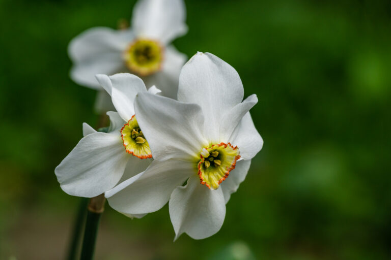 Poeticus Daffodils