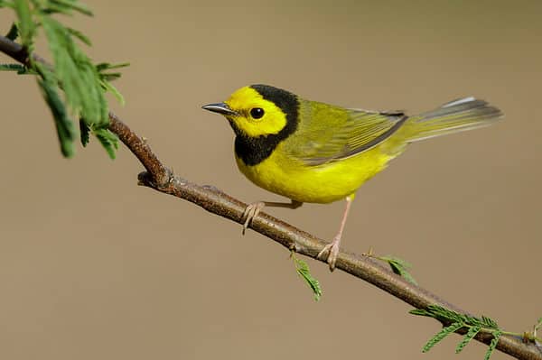 The hooded warbler perches on a small branch.