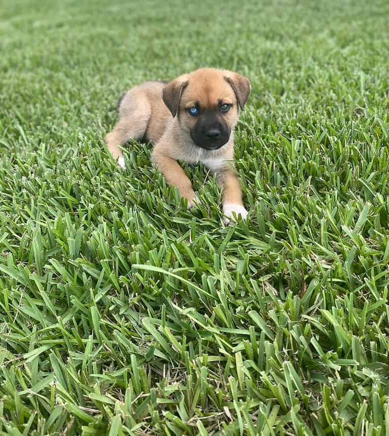 Bullsky pup on the grass