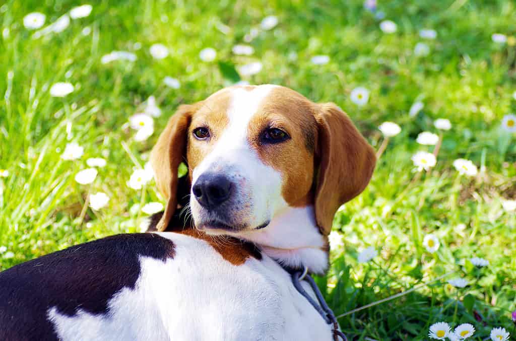 Hound and hot sale pointer mix