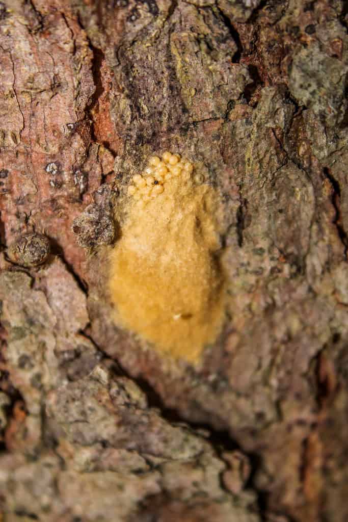 Macro of a spicy-mustard-yellow egg sack of gypsy moth eggs is visible center frame on the bark of what appears to be a pine tree. The bark of the tree is textured and primarily brown and gray with rusty red accents.