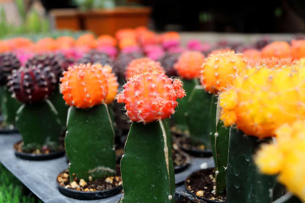 Rows of orange, pink, and dark violet moon cacti in a nursery