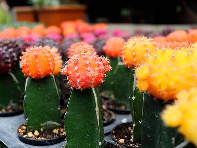 A Cacti or Cactuses: Which Plural Form of Cactus Is Correct?