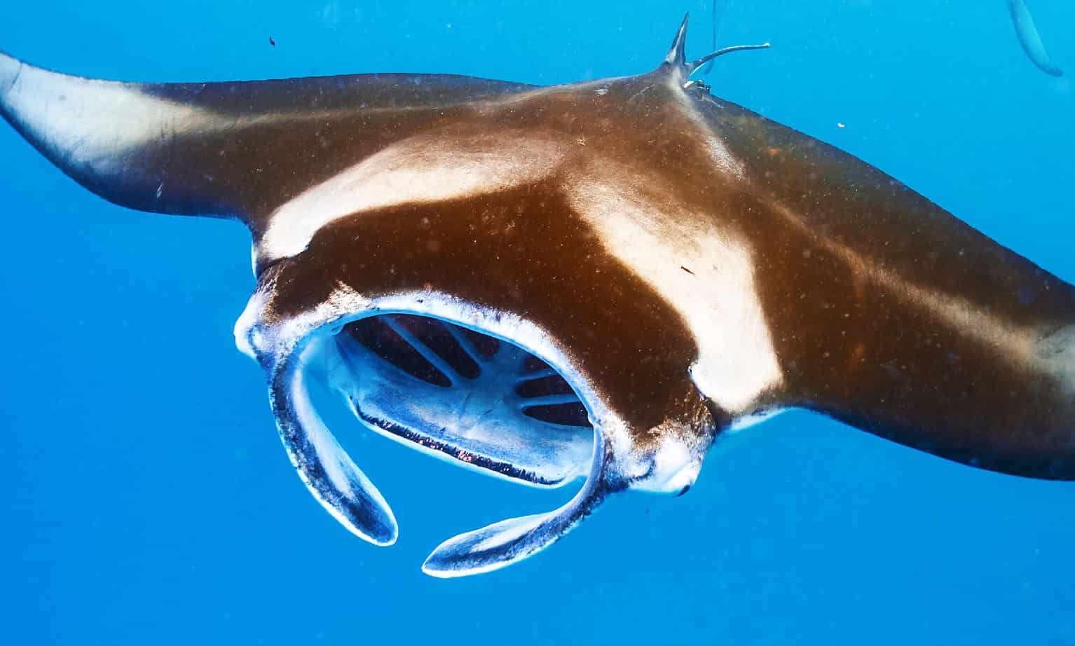 Manta Ray Fish Facts - A-Z Animals