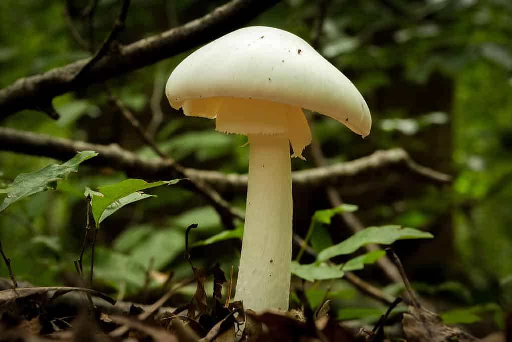 Beautiful tall white mushroom with noticeable ring