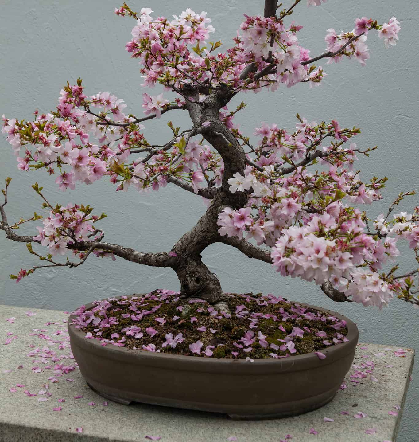 Cherry Blossom Bonsai Care Guide, Propagation Tips, and More