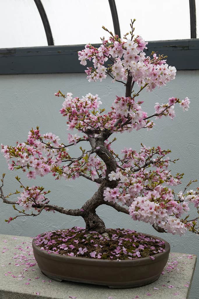 Pink cherry blossom bonsai