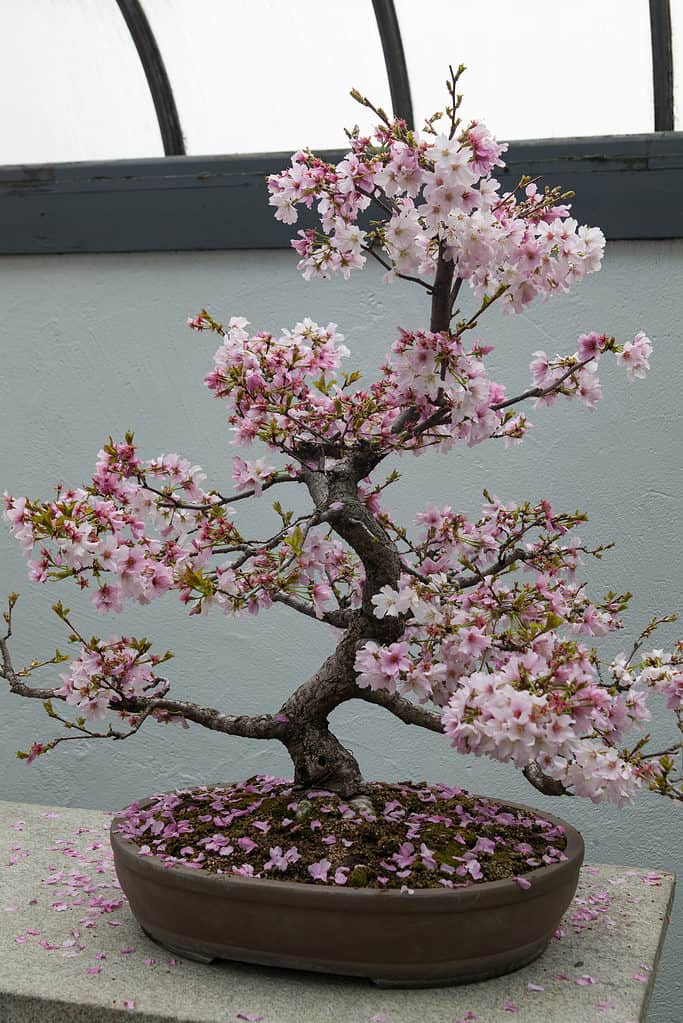 Cherry Blossom Bonsai Care Guide, Propagation Tips, and More