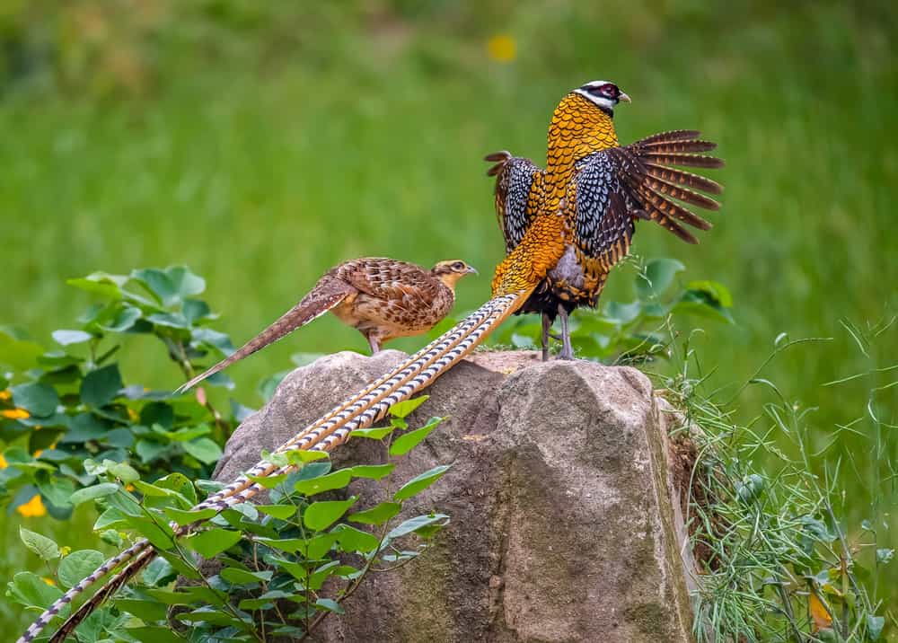 Reeve's pheasant