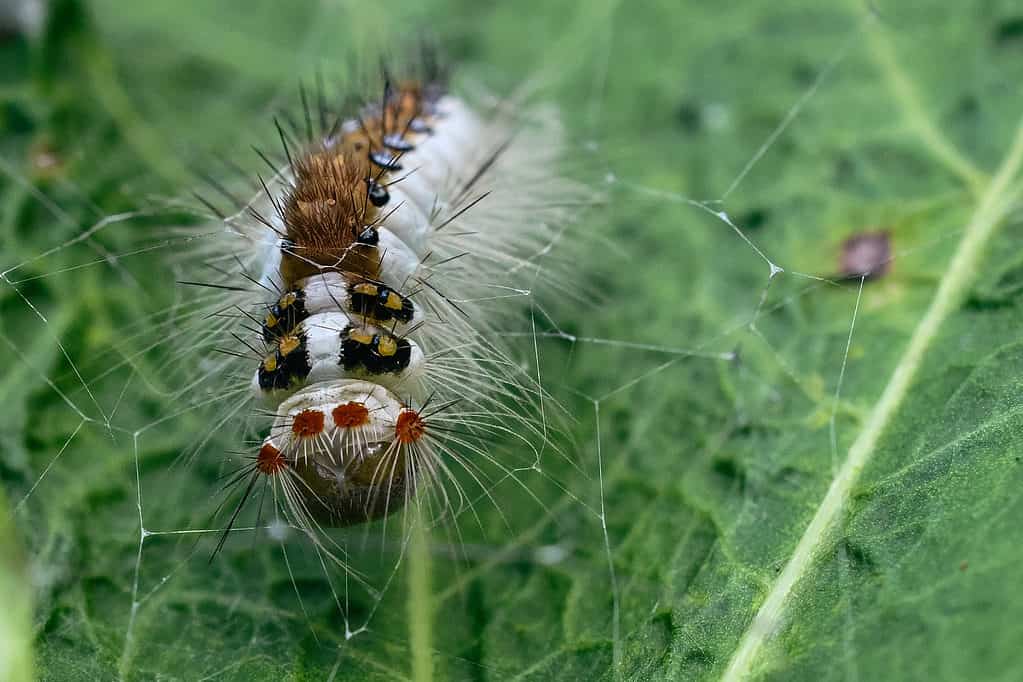 Macro of a white-marked tussock moth caterpillar. The caterpillar is facing the camera, center frame, on a leaf that has holes in it. The caterpillar is incredible! it has large false eyes that make it appear to be animatronic, It is really otherworldly looking. The top of its back is brown. White hairs (setae) extend from the side of its body, which is white.