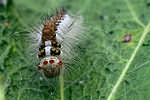 Tiger, wasp and underwing moths and allies