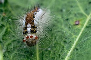 10 Caterpillars Found in Washington (4 Are Dangerous) Picture