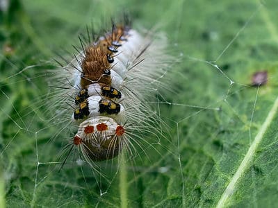 A Tussock Moth Caterpillar