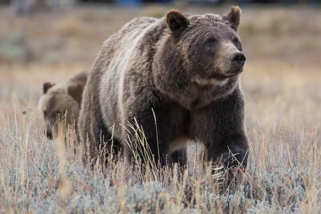 Grizzly 399 with a cub