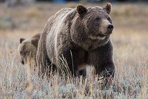 Tiny Dog Tries to Confront a Grizzly Bear 100x Its Size Before Its Owner Finally Stops Him Picture