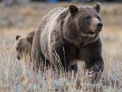 A How to Avoid a Grizzly Bear Confrontation in Yellowstone National Park