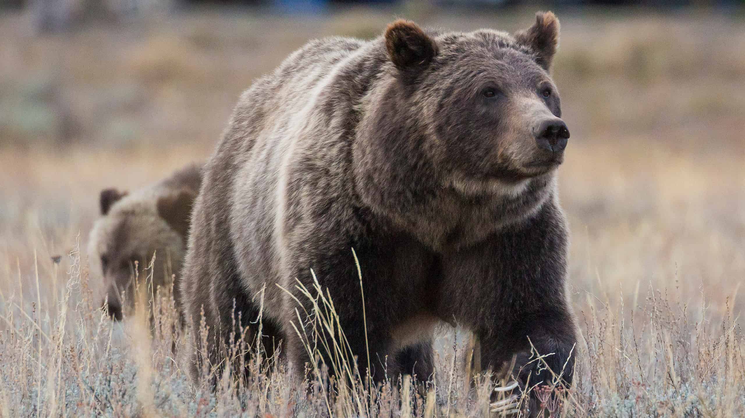 Bear go. Северная Америка медведь Гризли. Атласский медведь. Бурый медведь без шерсти. Североамериканский медведь.