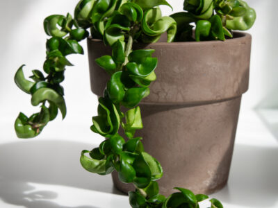 A Hoya Plant Care: A Complete Guide