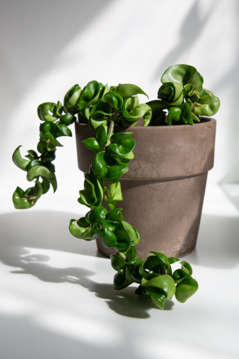 Hoya compacta in a pot