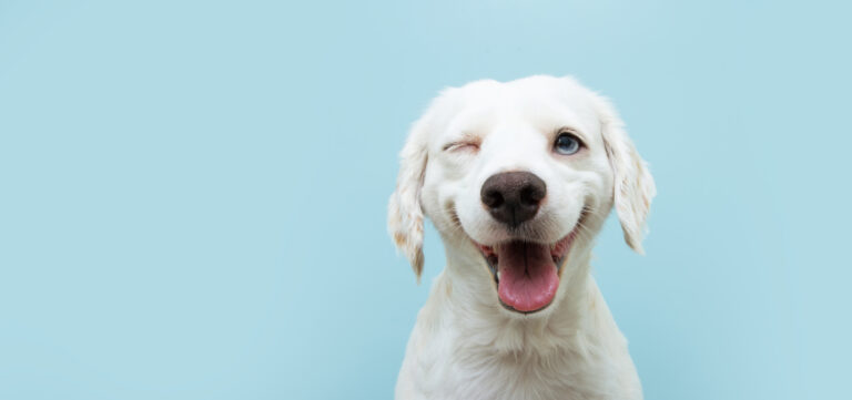 dog wink