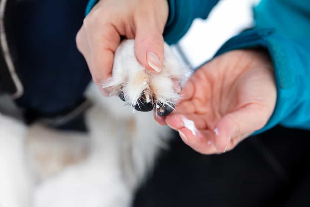 6 Steps to Take If You Cut Your Dog's Nails Too Short