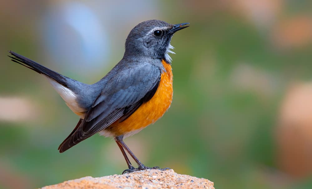 white-throated robin