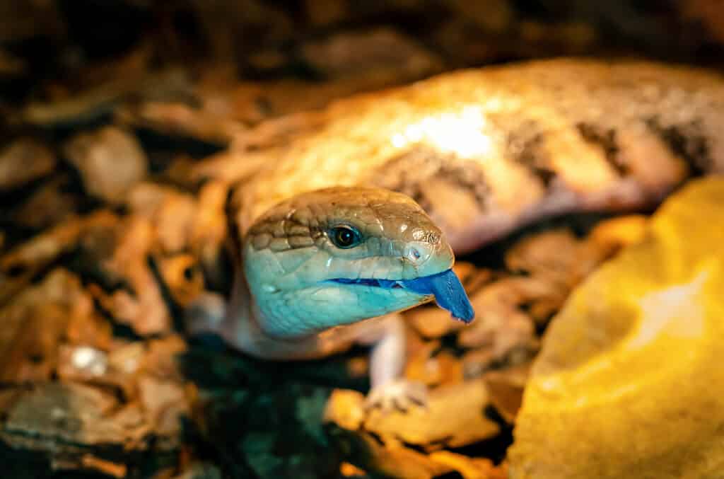 A blue-tongued skink, a popular alternative to Komodo dragon pets.