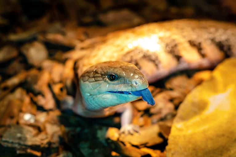 blue-tongued lizard