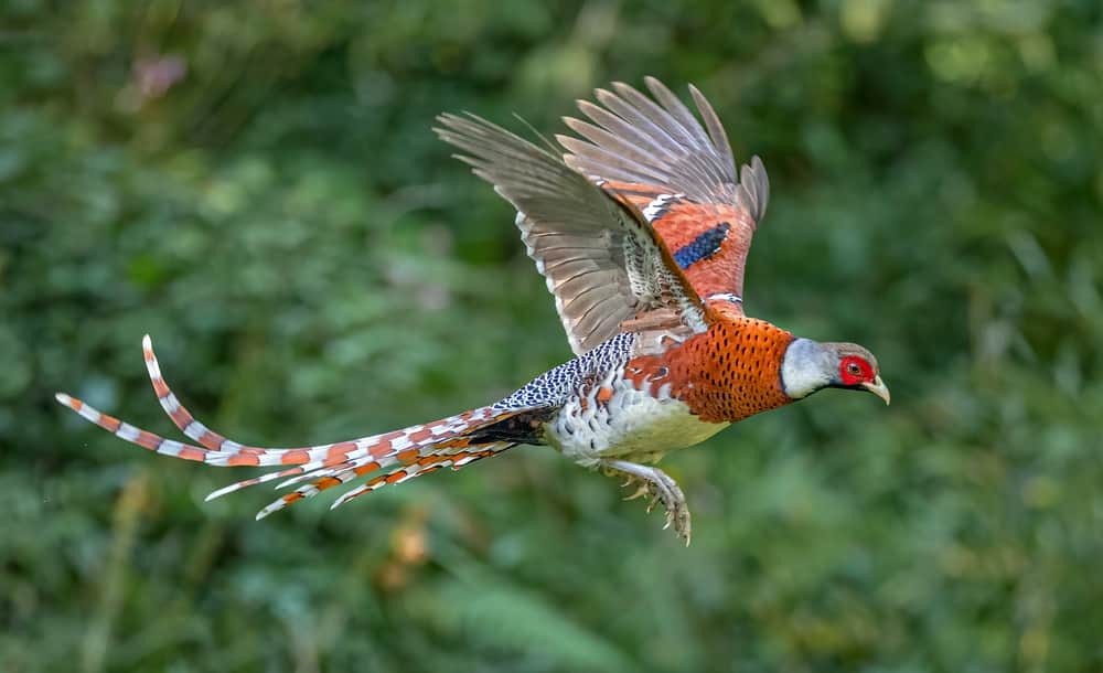 Elliot's pheasant