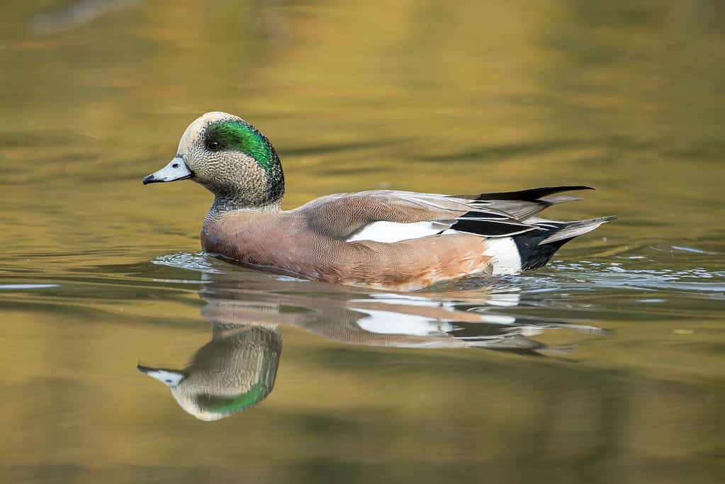 American Wigeon