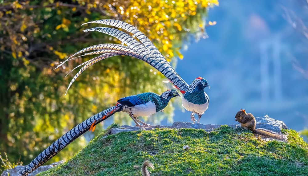 Lady Amherst's pheasant