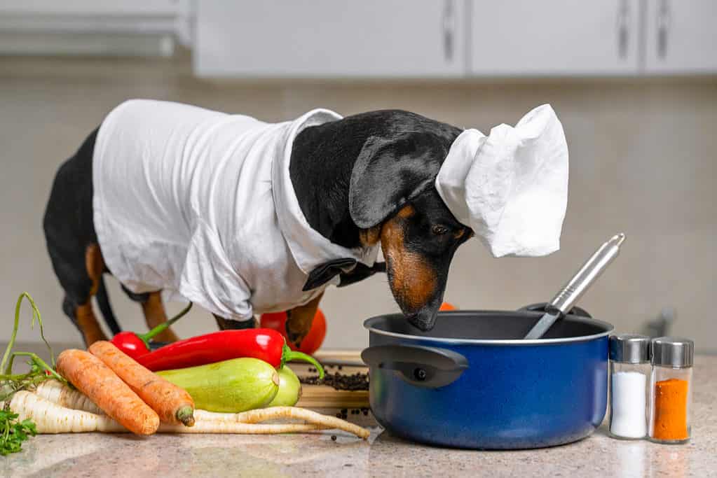 Dog dressed up like a chef