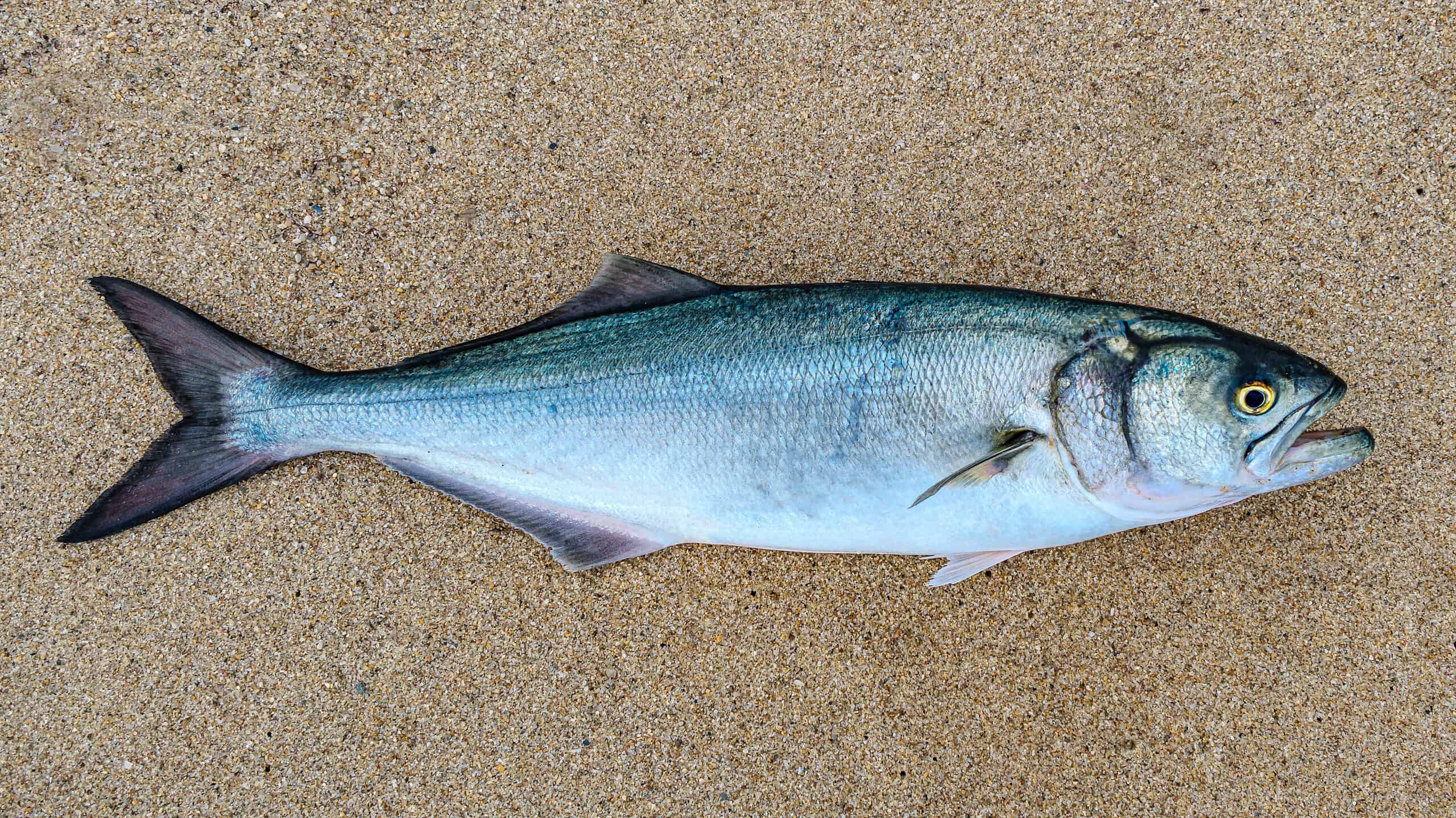 Saltwater Blue Fish Teeth