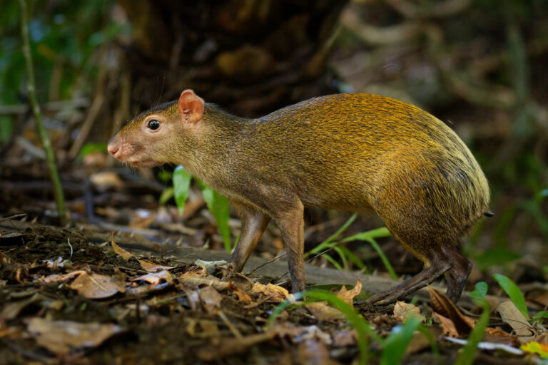 Central American agouti, Dasyprocta punctata, walking on the forest floor.
