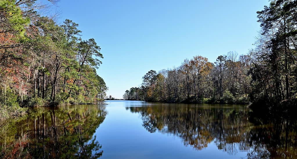 A scenic lake in South Carolina with an abundance of snakes.