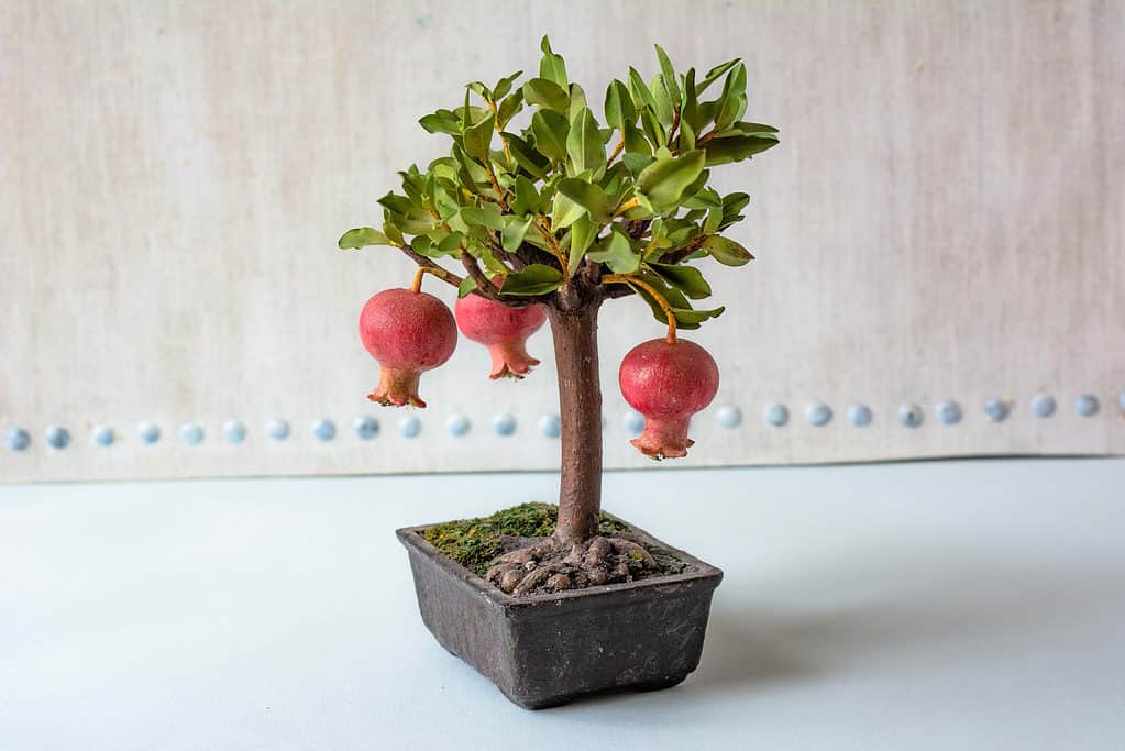 dwarf pomegranate bonsai tree with fruit