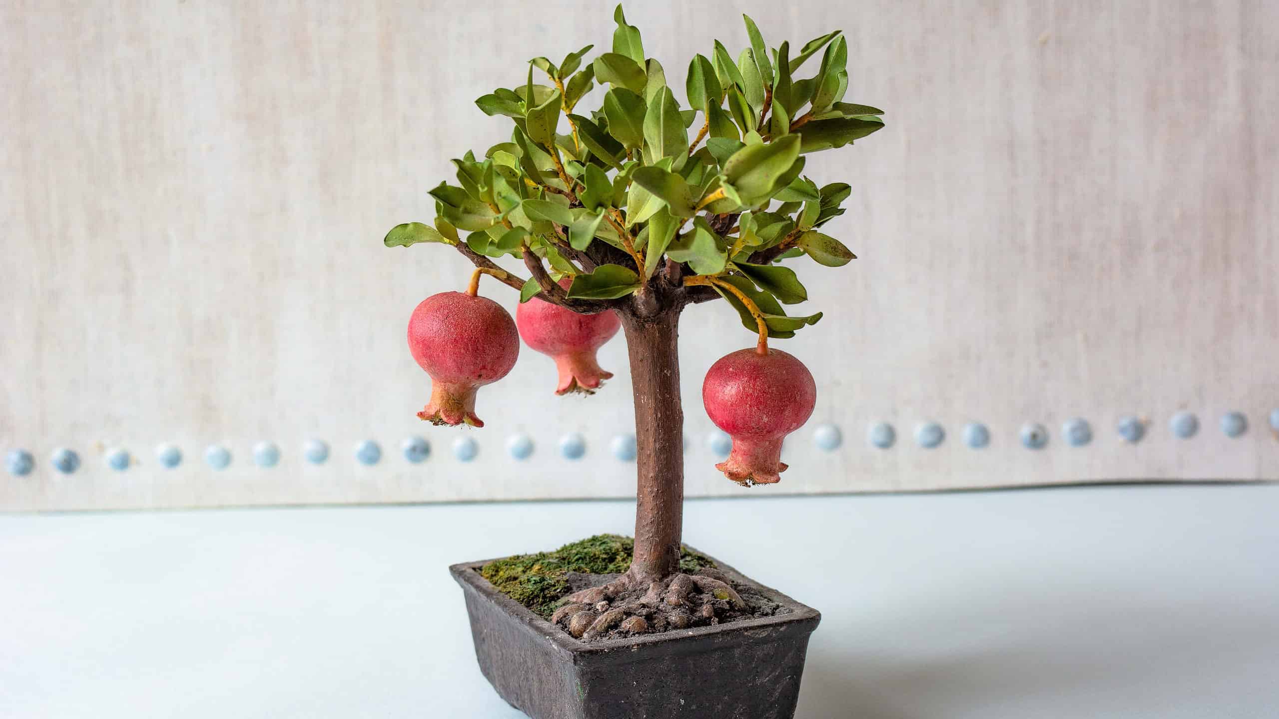 dwarf pomegranate bonsai tree with fruit