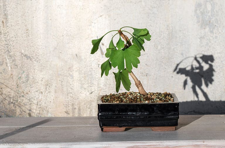 Gingko bonsai