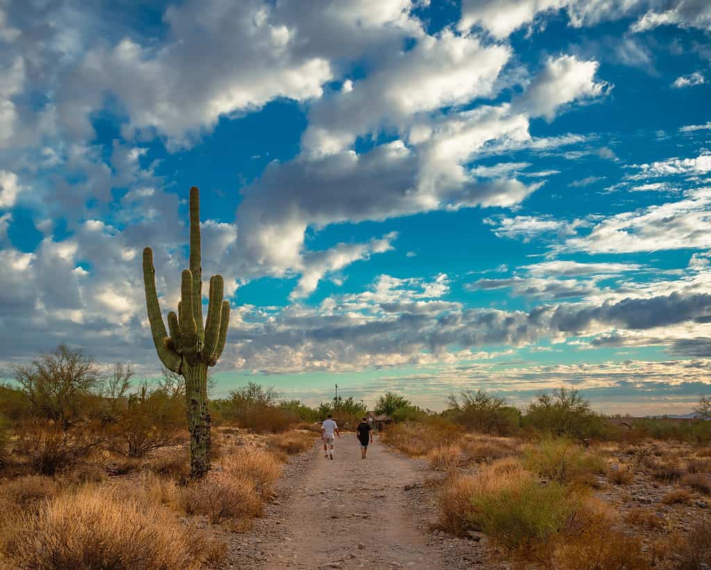 Scottsdale McDowell Sonoran Preserve