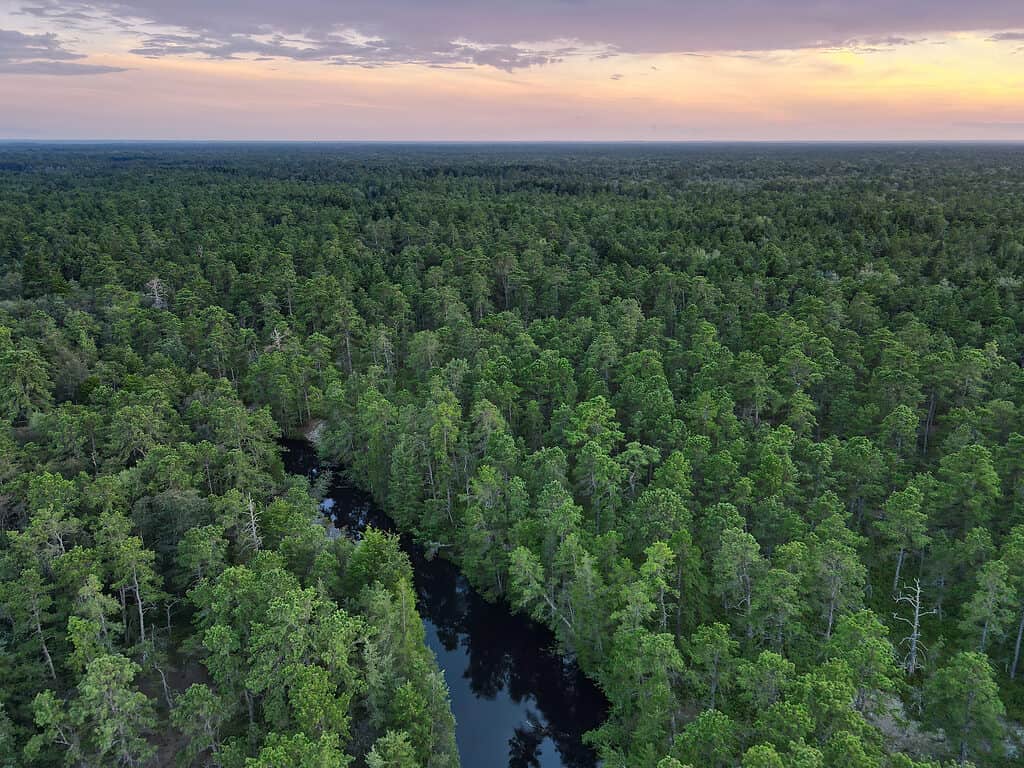 The Wharton State Forest is located in the heart of the Pine Barrens in New Jersey