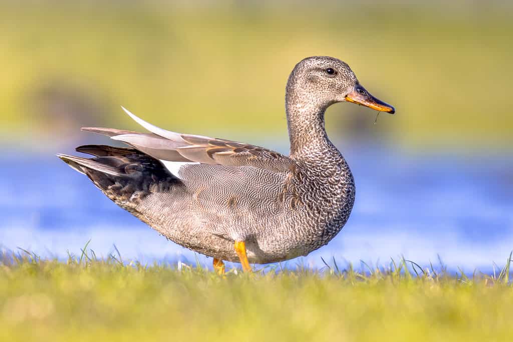 A Gadwall duck, a species of dabbling duck found in North America and Eurasia with grey-brown plumage and white underparts. 