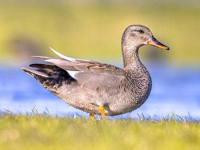 A Gadwall