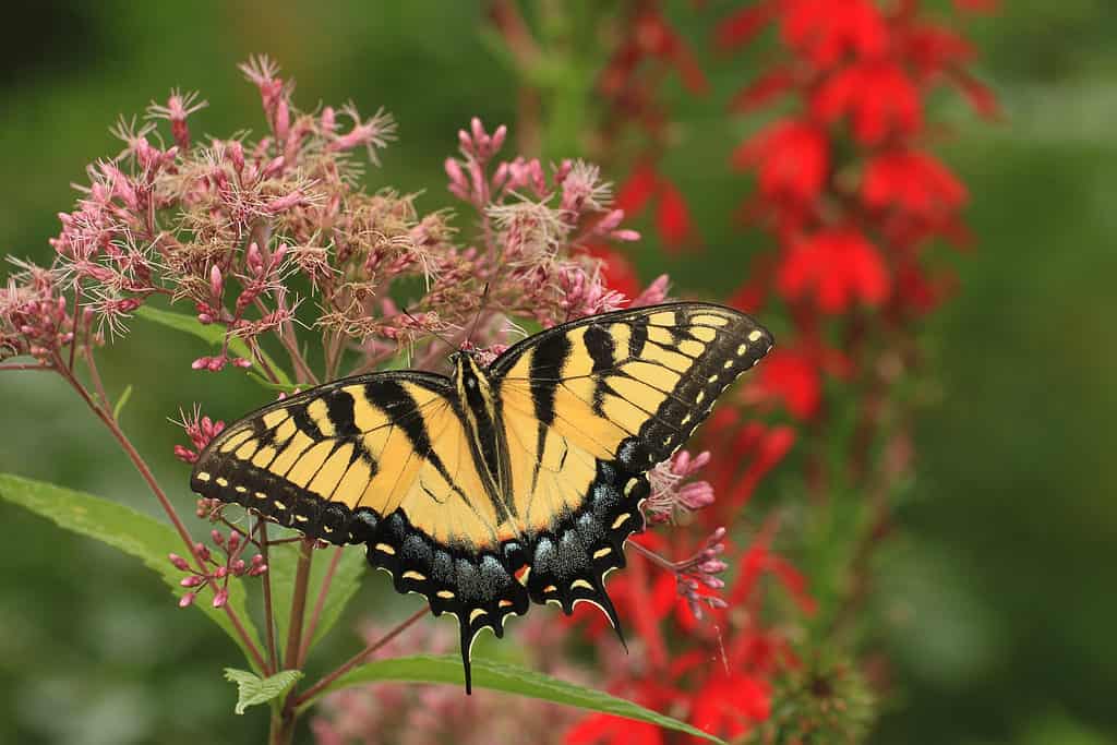 an Eastern tier swallowtail butterfly feeding from Joe Pye weed, with cardinal flower in the background.