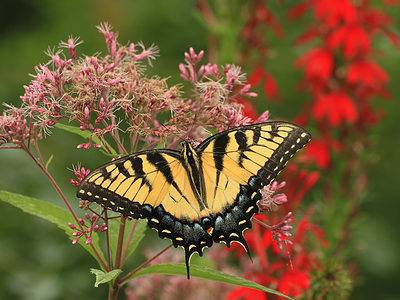 A Tiger Swallowtail