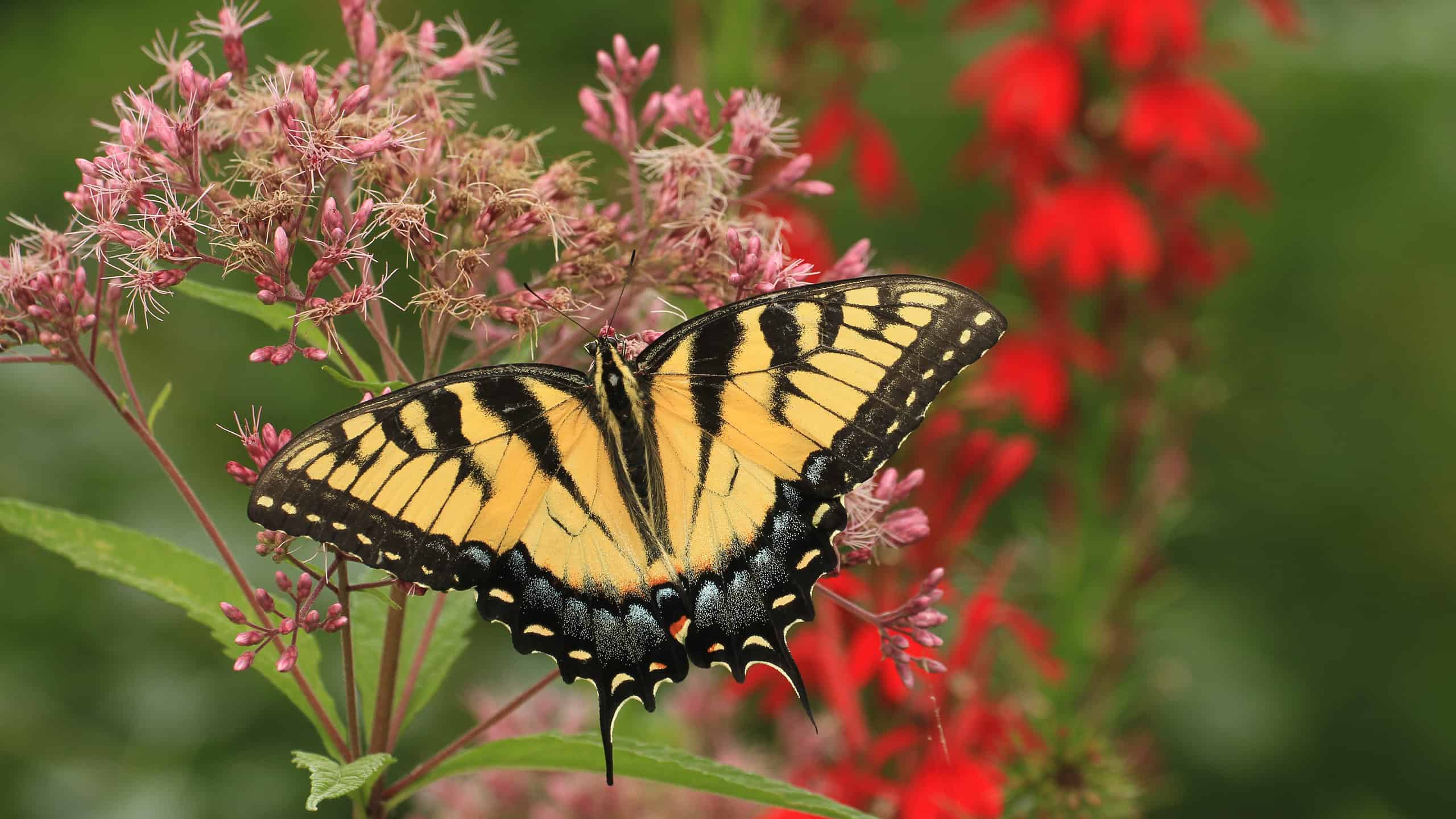 an Eastern tiger swallowtail butterfly feeding from Joe Pye weed, with cardinal flower in the background.
