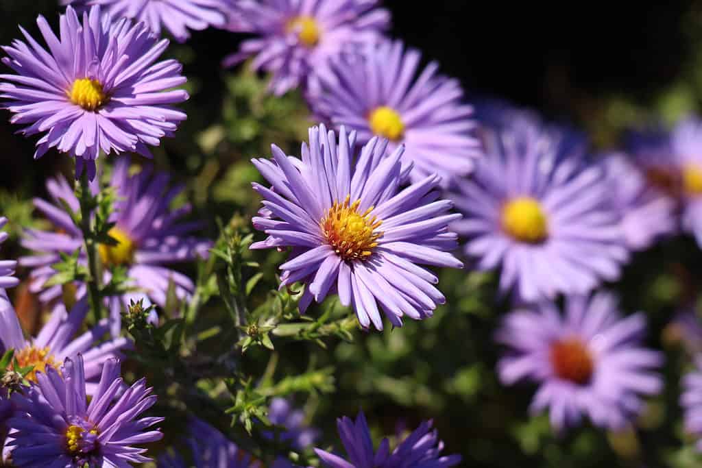 purple asters in full bloom