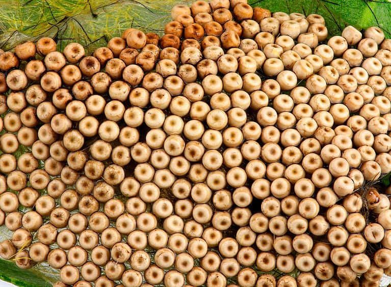 Macro of Vapourer Moth (Orgyia antiqua) eggs on peanut leaf. There are 100s of eggs in the frame. The eggs look like c=the cereal Cheerios, but with indistinct center holes.