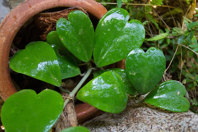 sweetheart hoya leaves
