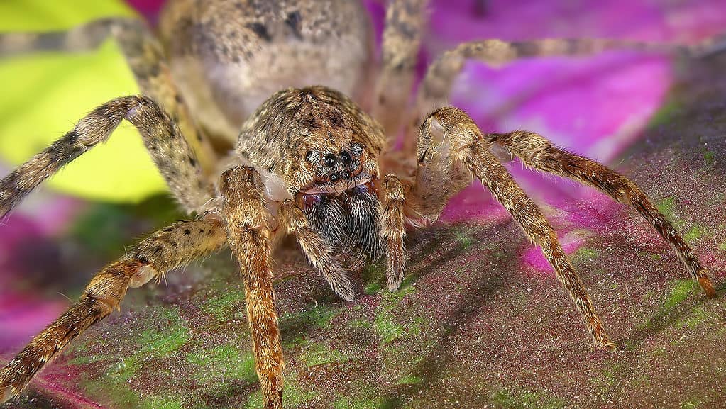 The cane spider (Heteropoda venatoria) has eight eyes in two rows