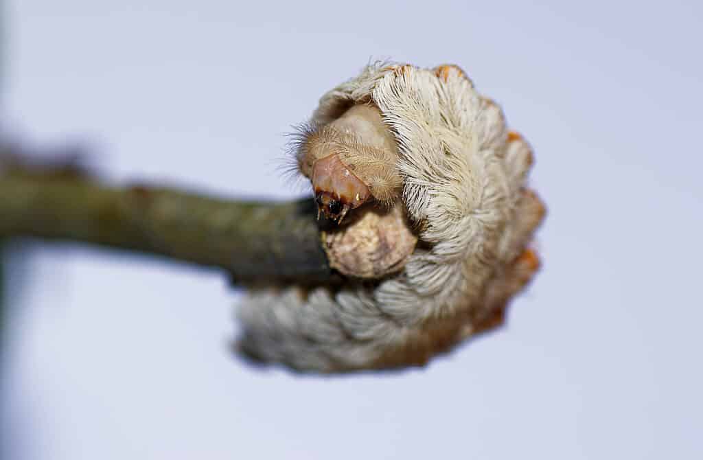 puss caterpillar - Megalopyge opercularis -head shot with selected focus on the head and mouth parts, larval form of southern Flannel moth on oak leaves